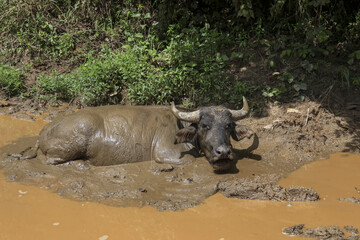 Obraz premium Contented domestic water buffalo with large horns relaxing in muddy puddle. calm, large animal enjoys cool mud bath outdoors in natural rural farm setting