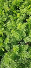 Carrot field with green leaves, top view.
