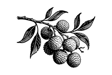Lychee vector engraving style illustration