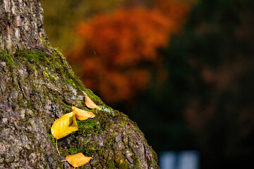 Fall trees landscape in vibrant colors