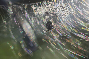 Tiny spider on an intricate web glistening with colorful light spectrum. Macro nature photography...