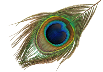Isolated colorful peacock feather with eye, close up and detailed, luxurious natural design