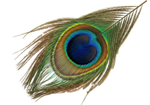 Isolated colorful peacock feather with eye, close up and detailed, luxurious natural design