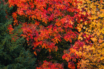 Fall trees landscape in vibrant colors