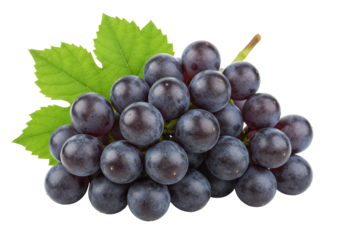 Isolated Concord grapes bunch with leaves, fresh fruit, organic and healthy dessert food