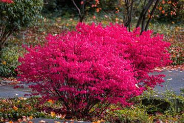 Fall trees landscape in vibrant colors