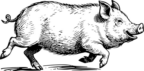 Pig. Vector engraving style illustration