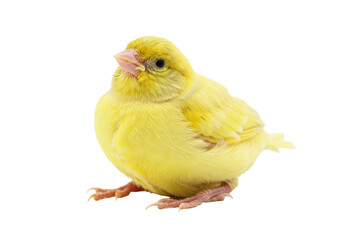 Isolated, cute yellow canary bird poses quietly, perching in a studio environment for wildlife images
