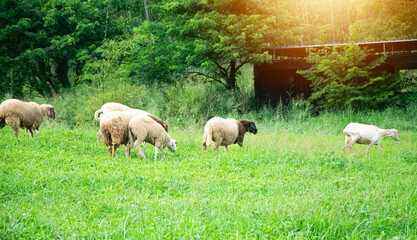 Naklejka premium A flock of sheep is grazing in a meadow.