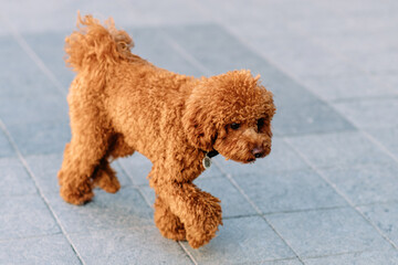 Cheerful and happy miniature poodle dog sitting for a portrait