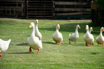 A flock of white ducks walks on a green lawn.