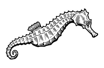 Seahorse. Vector engraving style illustration