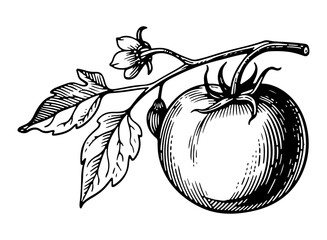 Tomatoes. Vector engraving style illustration