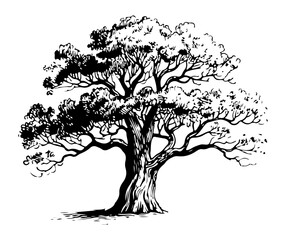 Vintage oak tree vector engraving style illustration