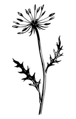Weed tree vector engraving style illustration