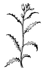 Weed tree vector engraving style illustration