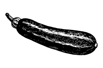 Zucchini vector engraving style illustration