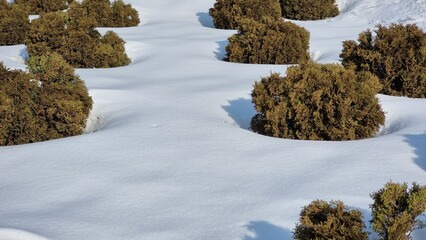 winter garden with snow and plants
