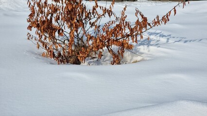 winter landscape with snow covered ground
