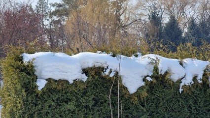 winter garden with snow and trees
