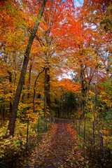 Parc Mont Royal, Mount Royal Park 