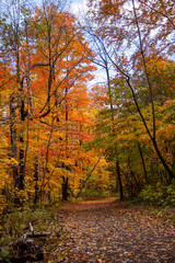 Landscape in Mont Royal Park, Mont Royal