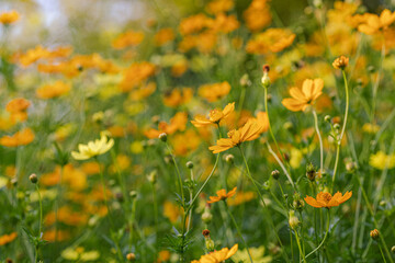 Blossom bloom of yellow flower Melampodium divaricatum morning sun rise