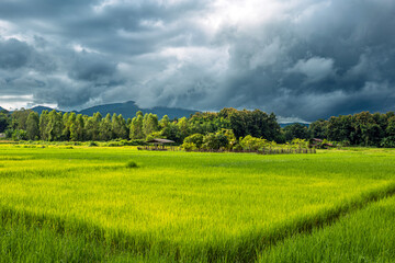 Landscape of lush green rice fields  and a large mountain behind with black rain clouds natural...