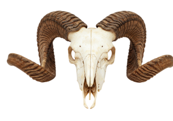 Isolated Skull of a Big Horn Ram with Spiral Horns on Display for Exhibit, Animal Remains
