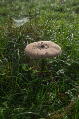Macrolepiota procera fungus on early autumn meadow