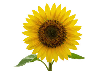 Isolated yellow sunflower blossom, a summer flower with vibrant petals and a brown center