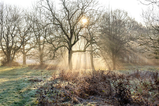 Early morning sunlight streaming through bare trees in a misty park in England. Frosted grass and soft fog create a calm winter atmosphere.