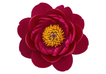 Isolated Red Peony Blossom Close-Up, Beautiful Vibrant Maroon Flower With Textured Petals