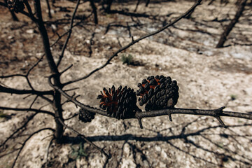 A scorched pine cone clings to a charred branch after a wildfire. The burned landscape symbolizes...