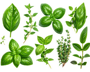  - Firefly_Collection of fresh herb leaves. thymeand basil Spices, herbs on a white table. PNG F  (2)
