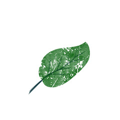 Textured green leaf with central vein on white background, artistic and natural style.