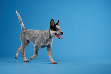 A blue heeler jumps with excitement on a blue background, capturing its energetic and spirited personality. The bright colors create a vibrant and action-filled scene.