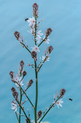 A tall wildflower Asphodelus microcarpus with pale pink blossoms and unopened buds is visited by bees, standing out against a smooth turquoise colored sea water in a blurred background.
