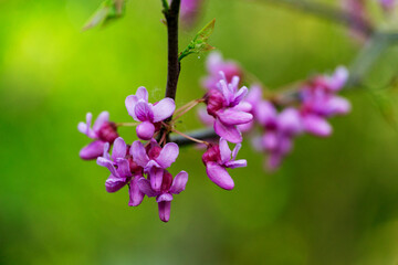  
Vibrant purple flowers Eastern Redbud Cercis canadensis blooming on tree branch with lush green background, capturing the essence of spring. Close-up of purple spring blossom of Eastern Redbud