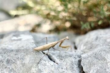 a beige European mantis on the light gray stone on the mountain