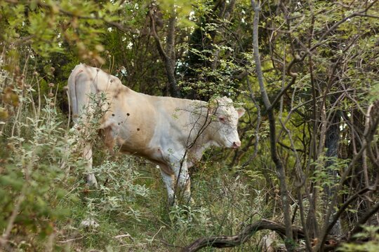 cow in the mountain firest