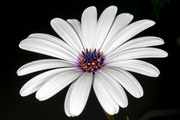 African daisy wide open flower, close up macrophotography. With detailed white petals, purple pistil stigma, and yellow stamen anthers. Isolated in black background.
