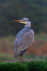 Grey heron (Ardea cinerea) fishing in a pond in the forest in the winter in the Netherlans. 