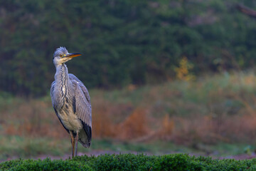 Grey heron (Ardea cinerea) fishing in a pond in the forest in the winter in the Netherlans. 