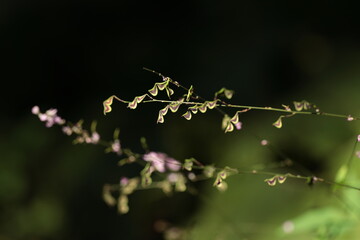 森のヌスビトハギ