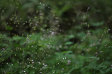 森のヌスビトハギ