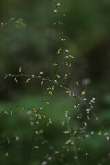 森のヌスビトハギ