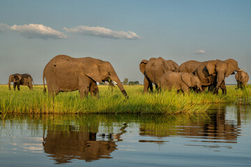 Close encounter with Elephants eating, drinking and crossing the Chobe river between Namibia and Botswana, seen from a boat.