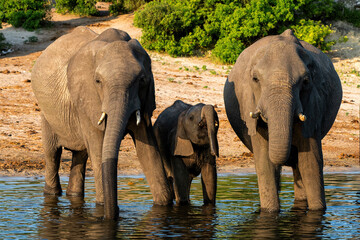 Close encounter with Elephants eating, drinking and crossing the Chobe river between Namibia and Botswana, seen from a boat.