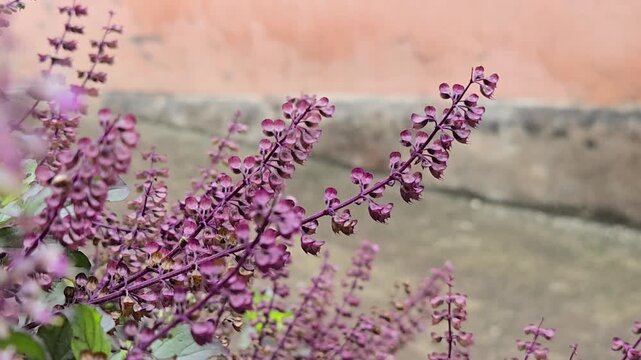 The Tulsi (Holy Basil) plant is highly regarded for its revered status in Hinduism, its use as a potent adaptogen in Ayurvedic medicine, and its distinctive varieties.